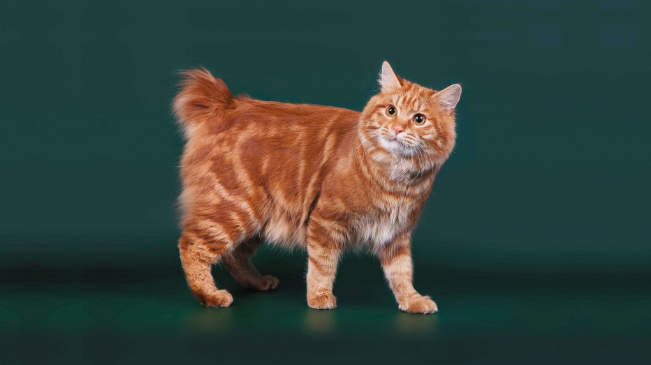 Коты Курильский бобтейл