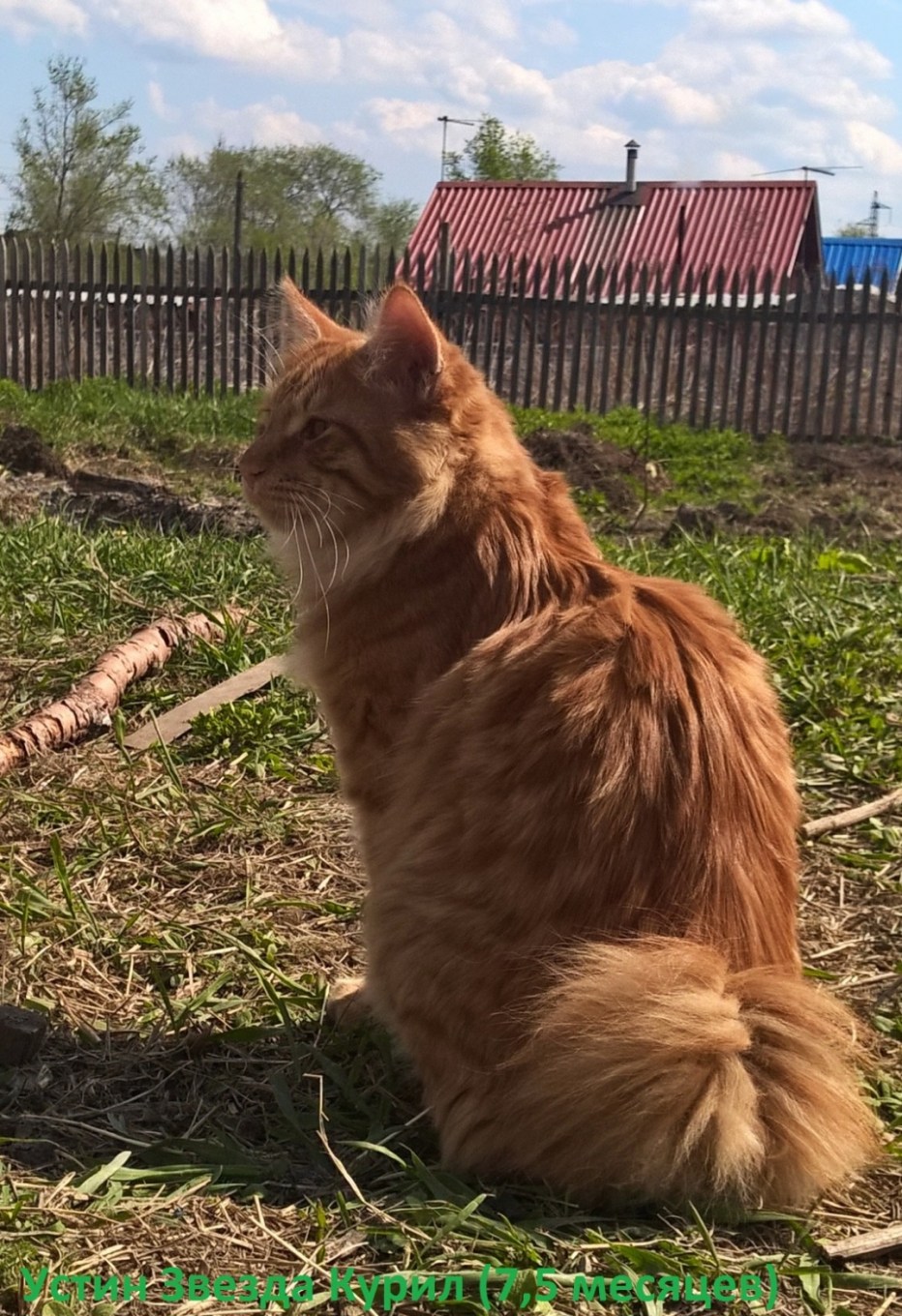 Курильский бобтейл рыжий
