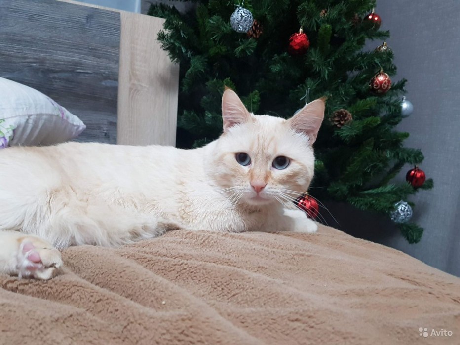 Тайские котята ред Пойнт