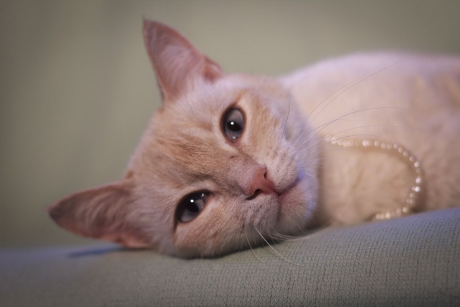 Тайская кошка ред Пойнт