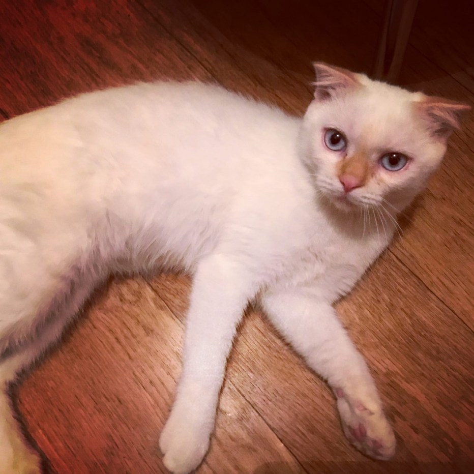 Новогодняя фотосессия с котом ред поинт