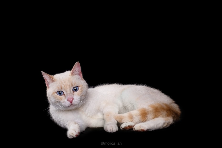 Сиамский кот ред Пойнт