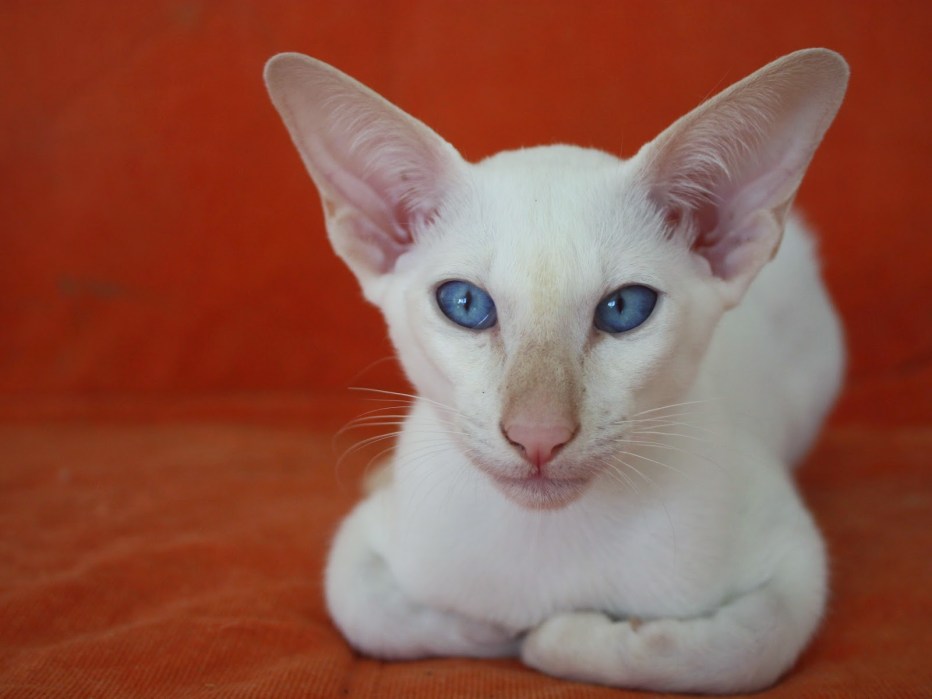 Тайская кошка фото