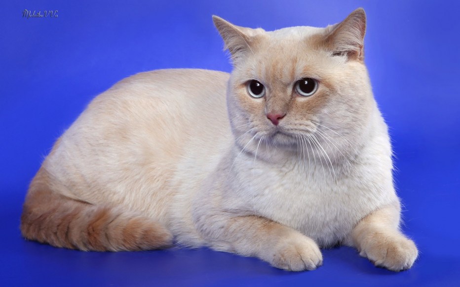 Ред поинт котенок