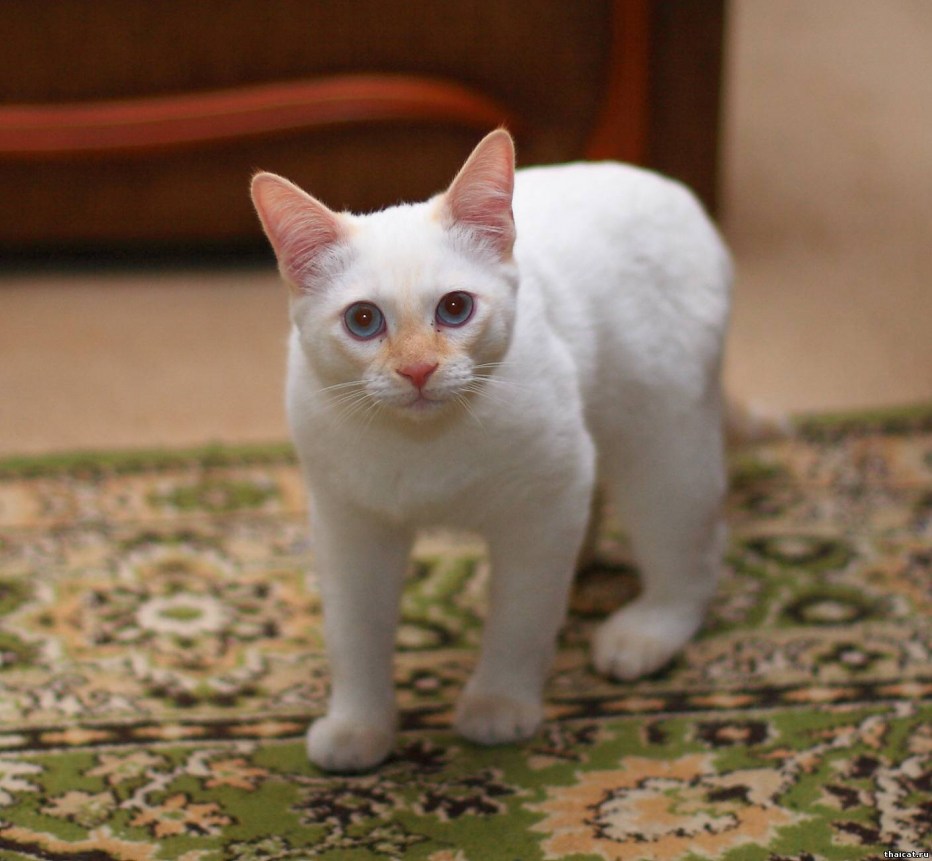 Тайская кошка фото