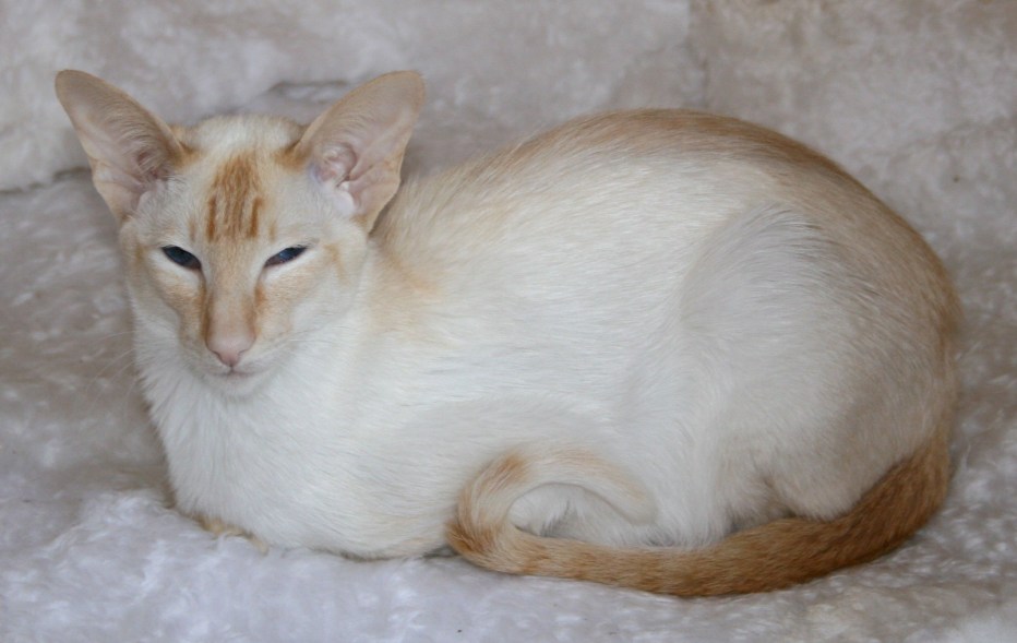 Тайская кошка