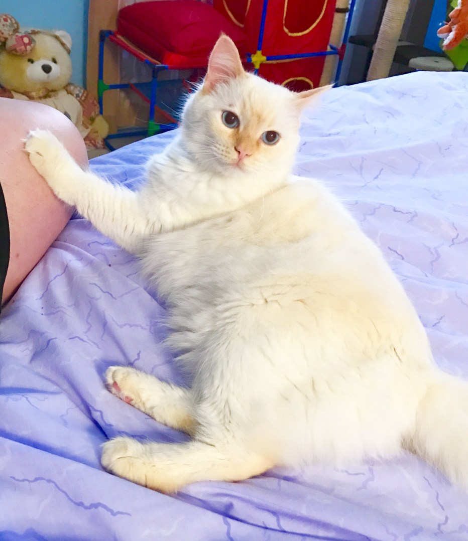 Тайские котята ред поинт котята