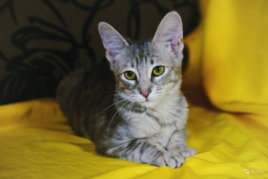 Метис кошка