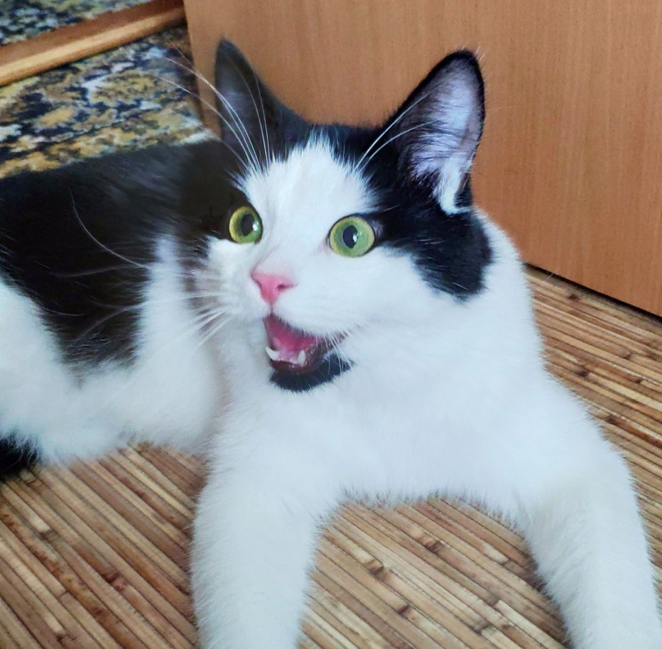 Метис кот