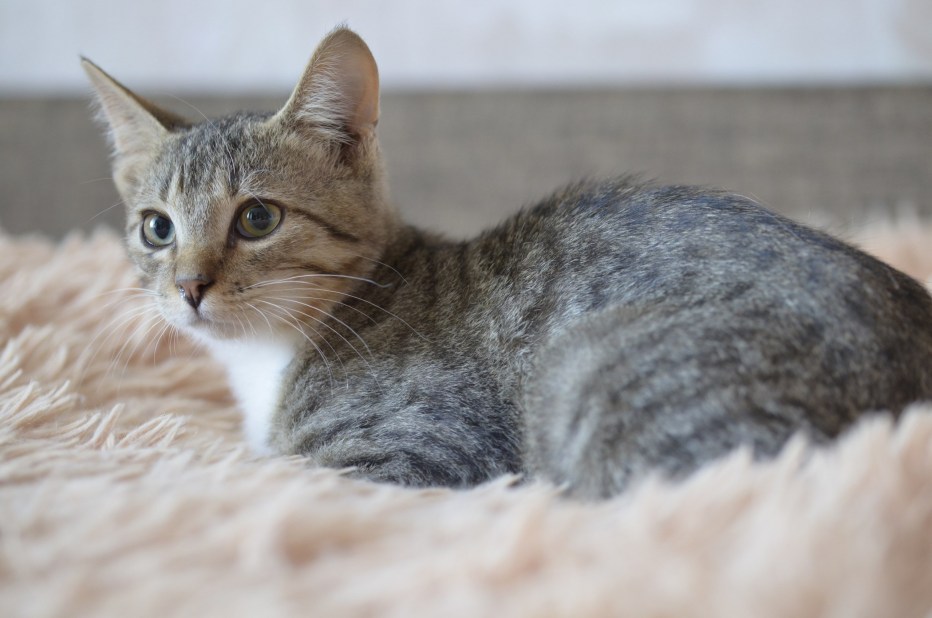 Большой русский кот