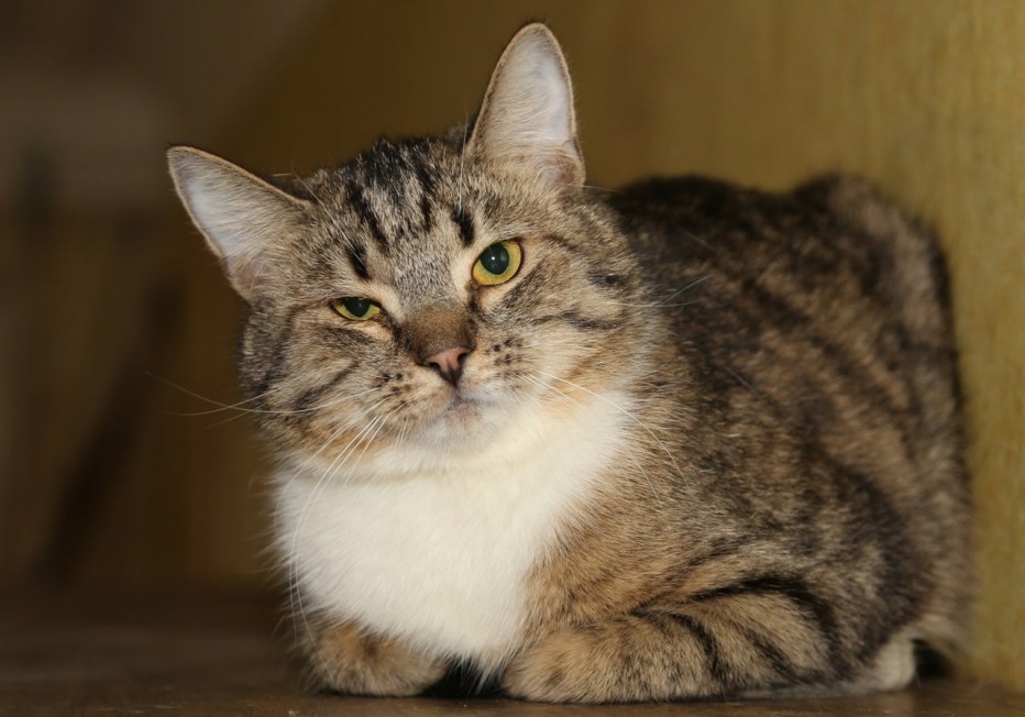 Коты метисы