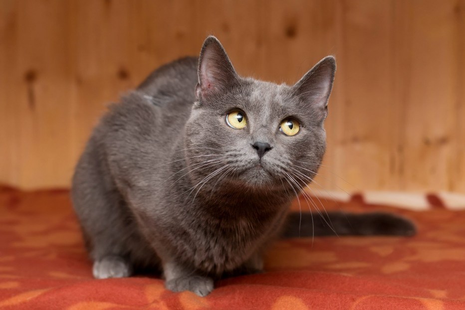Породы смешанных котов