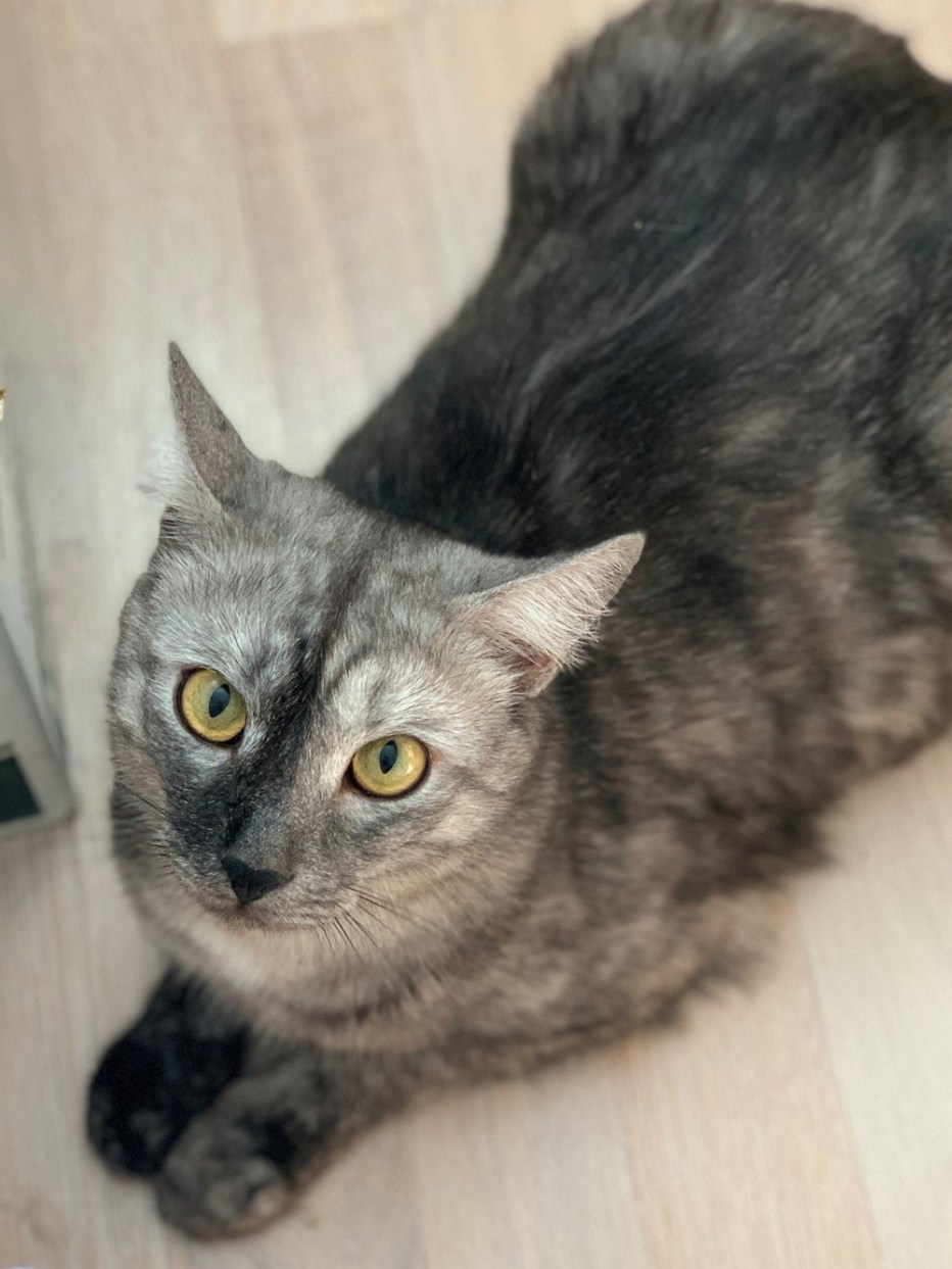 Кот метис таец