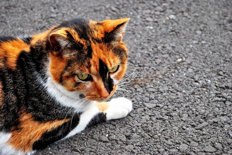 Черепаховая кошка