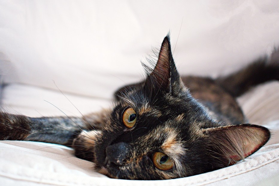 Tortoiseshell Cat