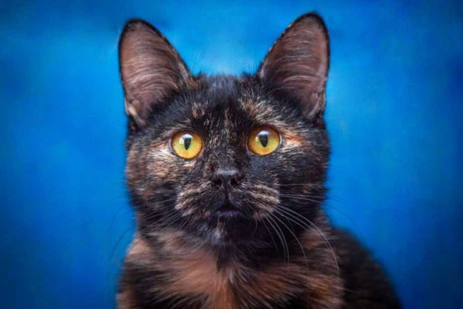 Tortoiseshell британские кошки