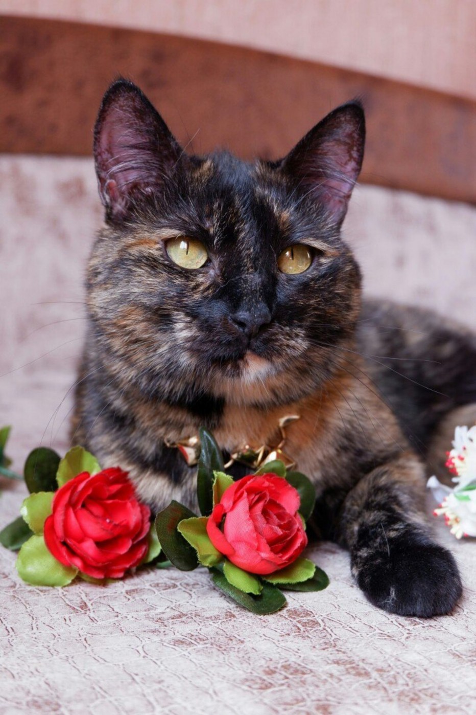 Кошка черепашка фото