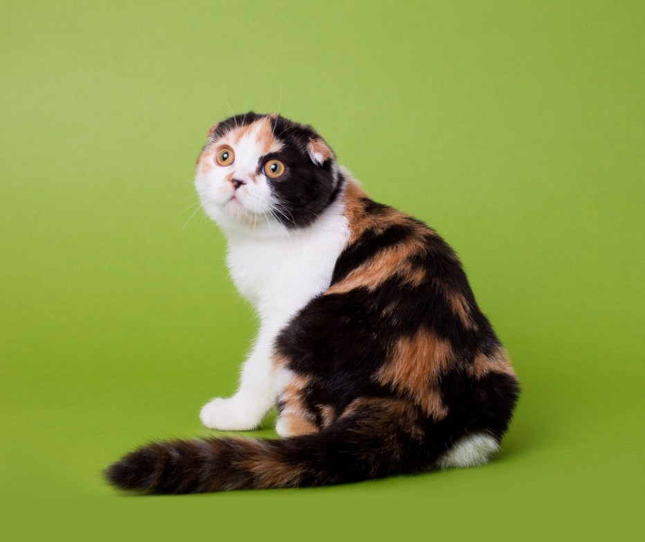 Tortoiseshell Cat порода