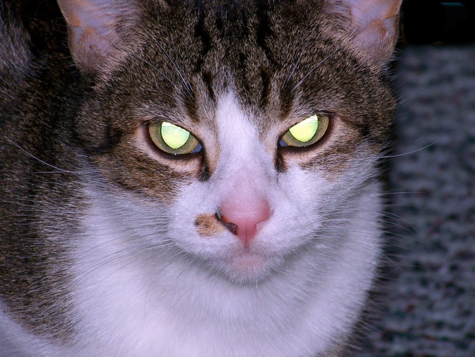 Кот с бешеными глазами