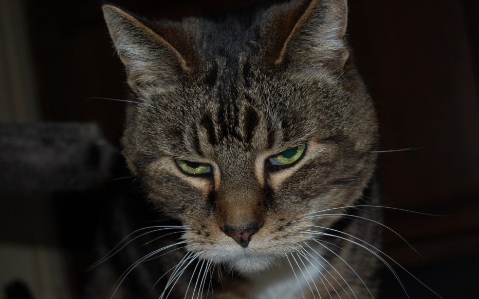 Дерзкий кот