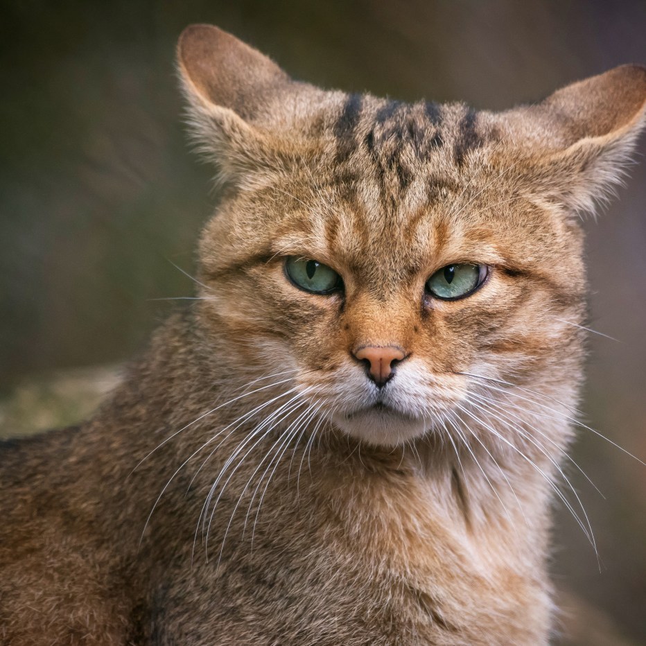 Морда кота