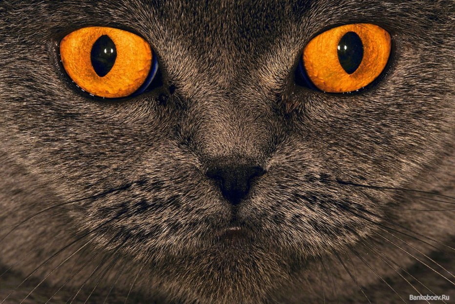 Feline взгляд кошки