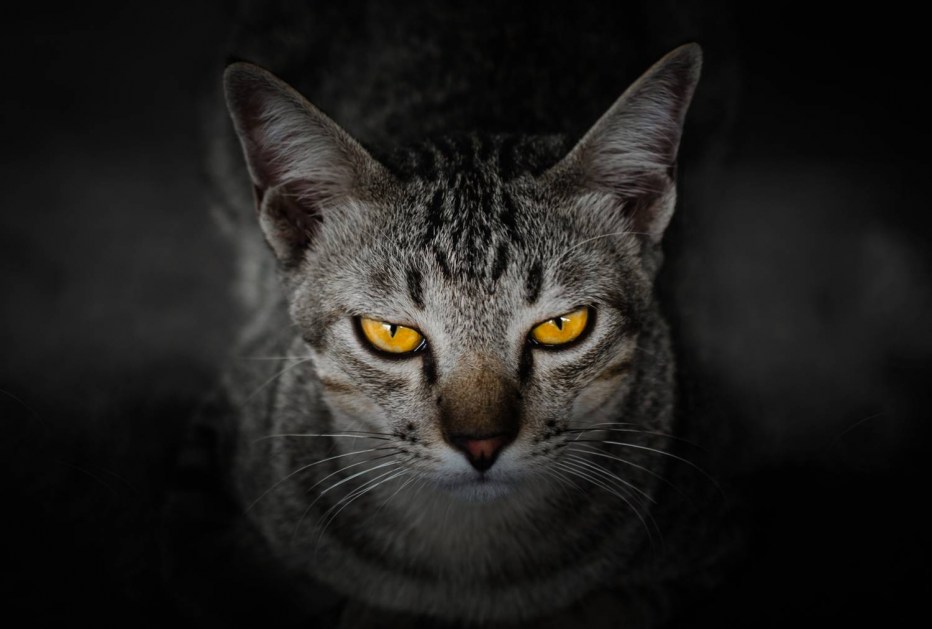 Коты со злыми глазами