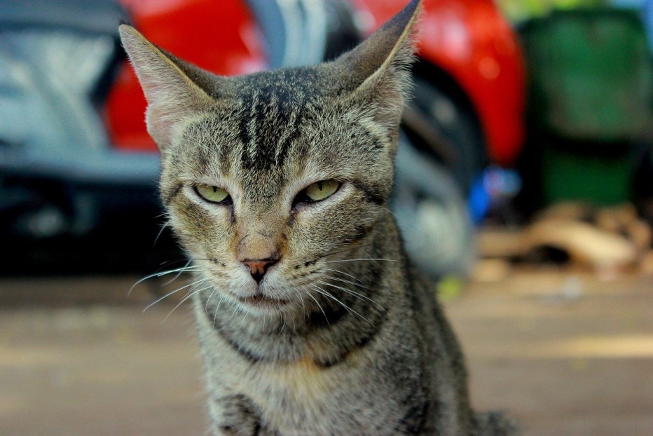 Презрительный взгляд кота