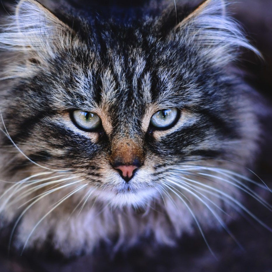 Сибирский кот