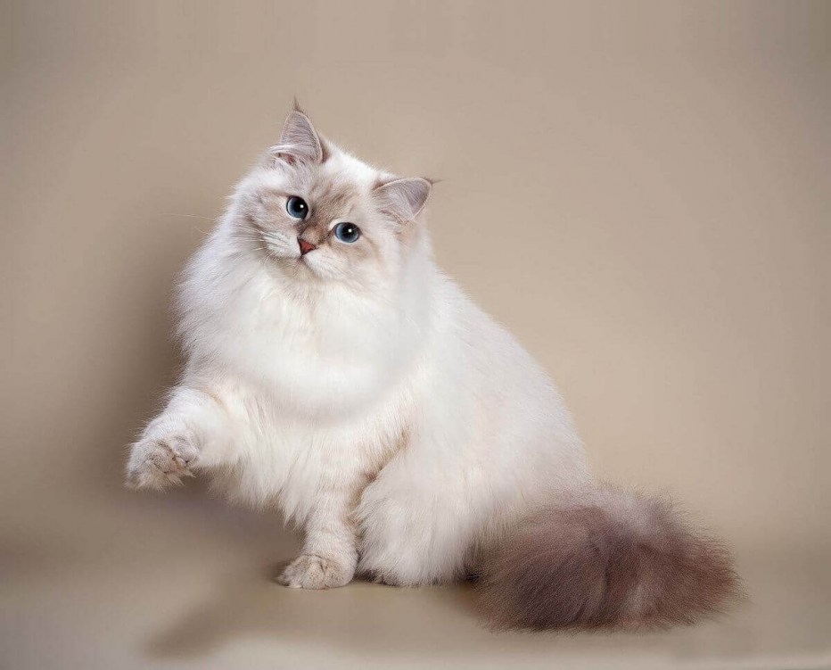 Невская маскарадная кошка