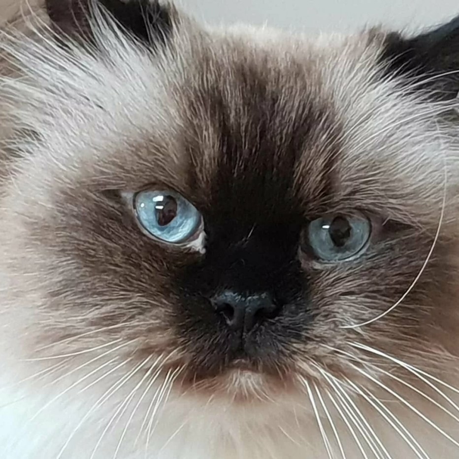 Кошка Гималайский колор поинт