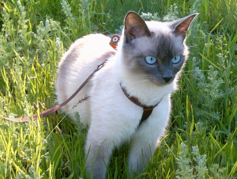 Тайская Королевская кошка