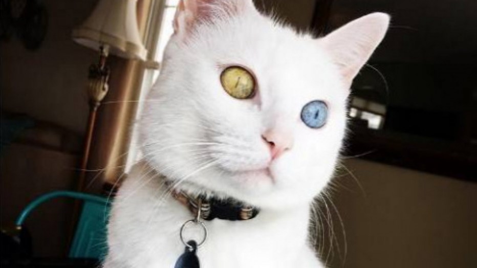 Коты породы као мани