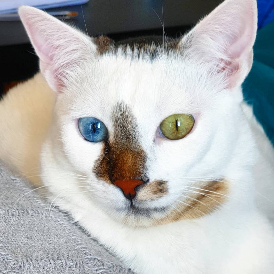 Сиамская кошка с гетерохромией