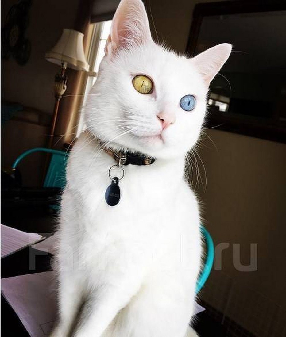 Кот као мани