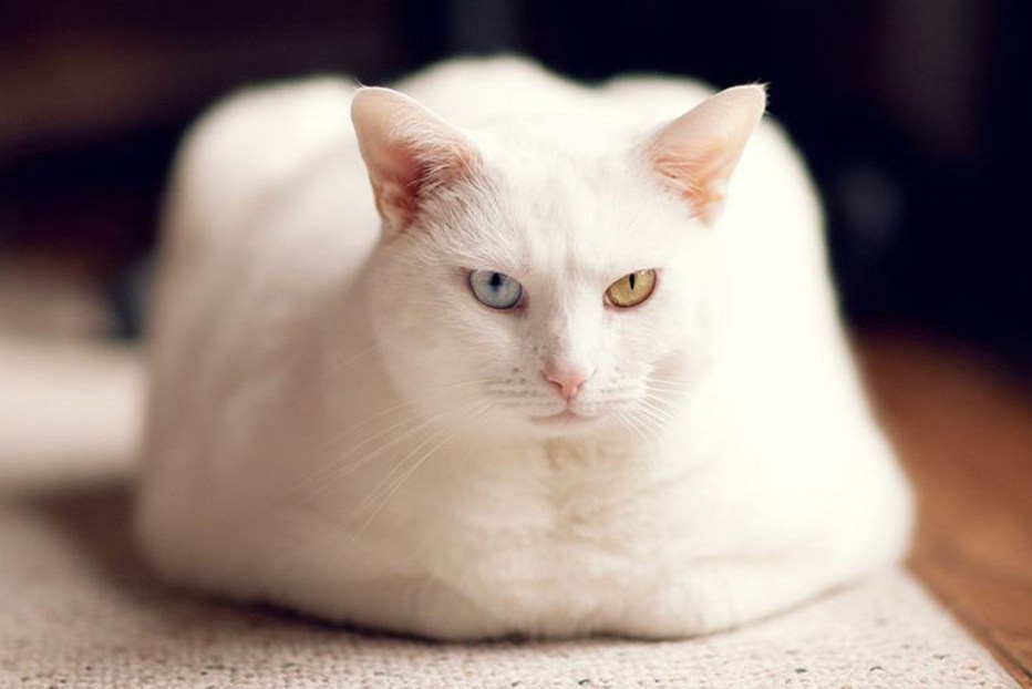 Муизза кошка пророка