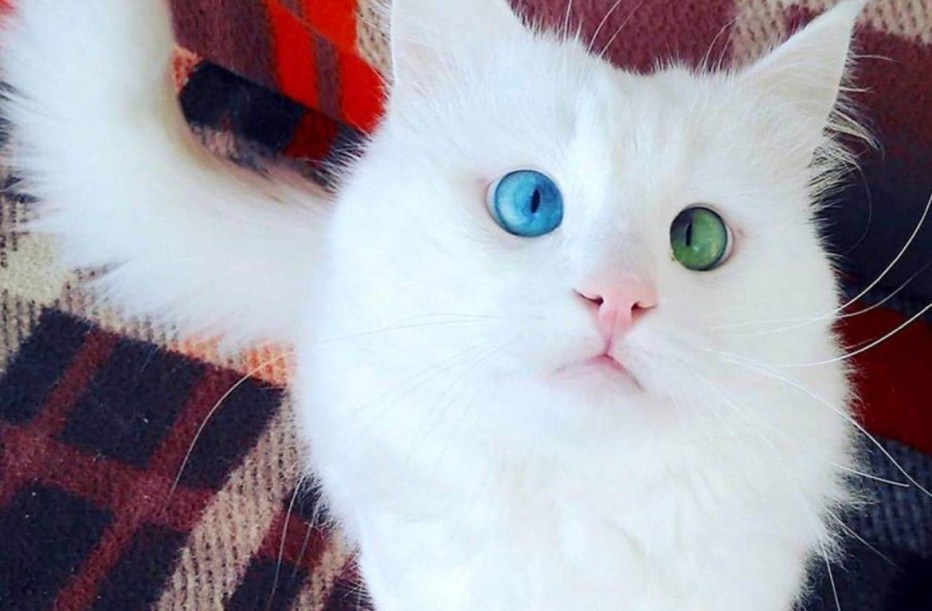 Белая кошка с разноцветными глазами