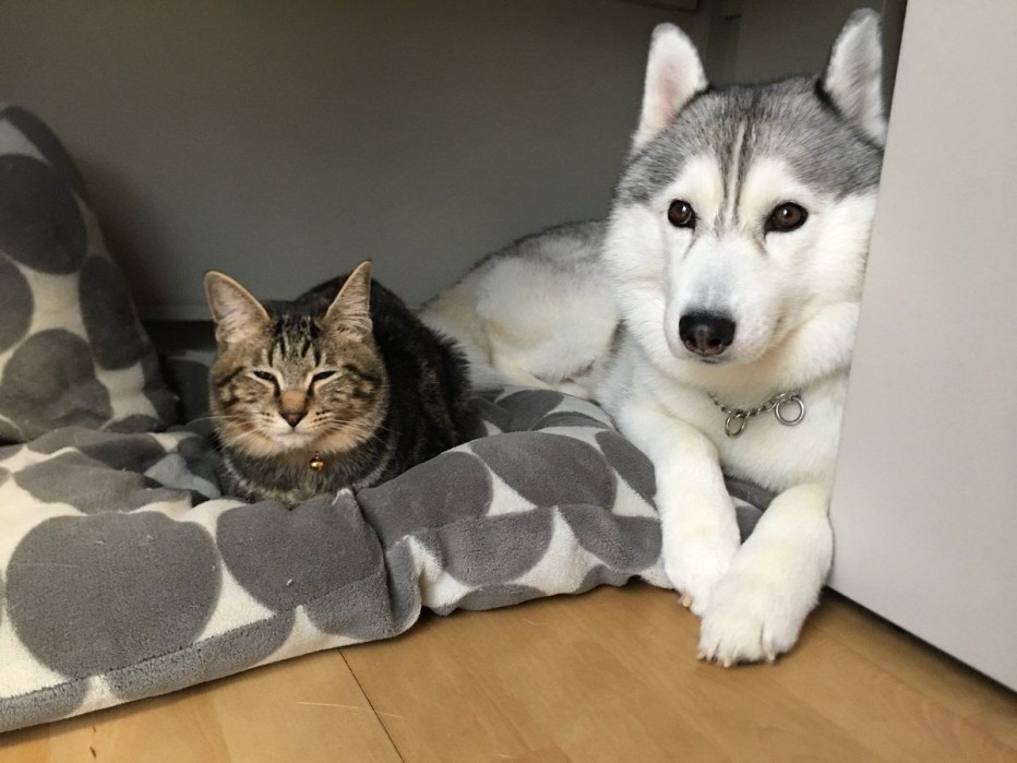 Хаски с котами