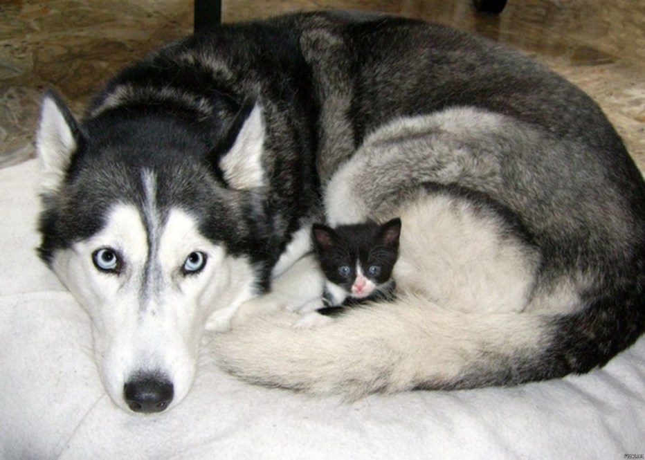 Хаски и кот