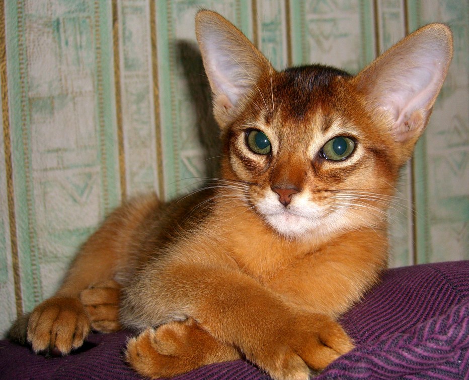 Кошки Абиссинской породы фавн