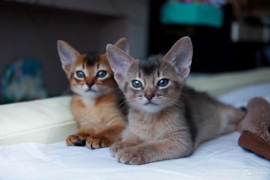 Абиссинский кот соррель