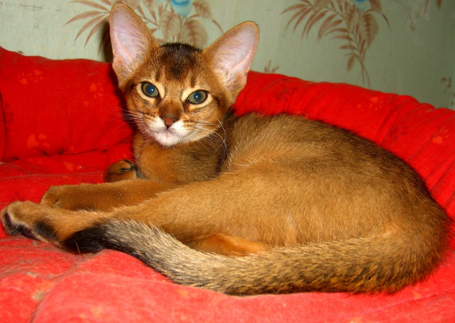 Абиссинский кот соррель