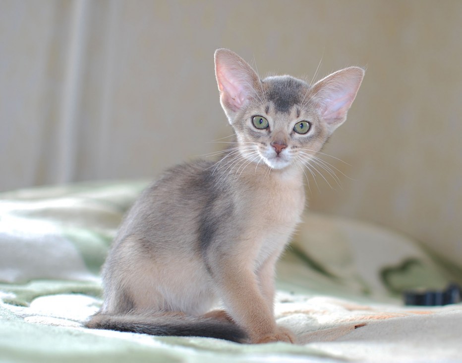 Абиссинские котята