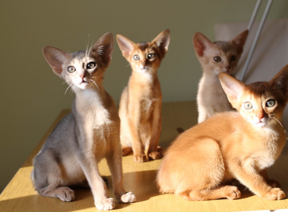 Абиссинская кошка дикий