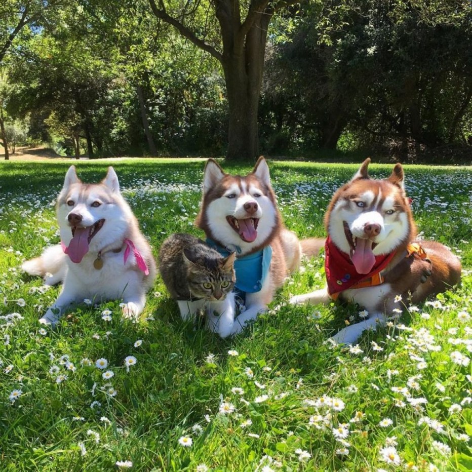 Хаски и кот