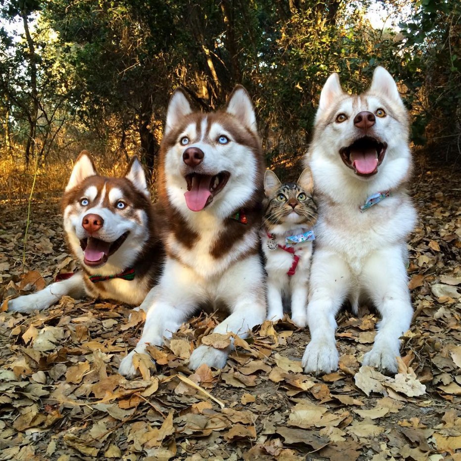 3 Хаски