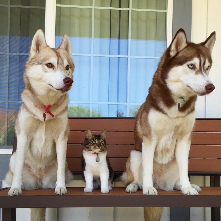 Хаски и кот