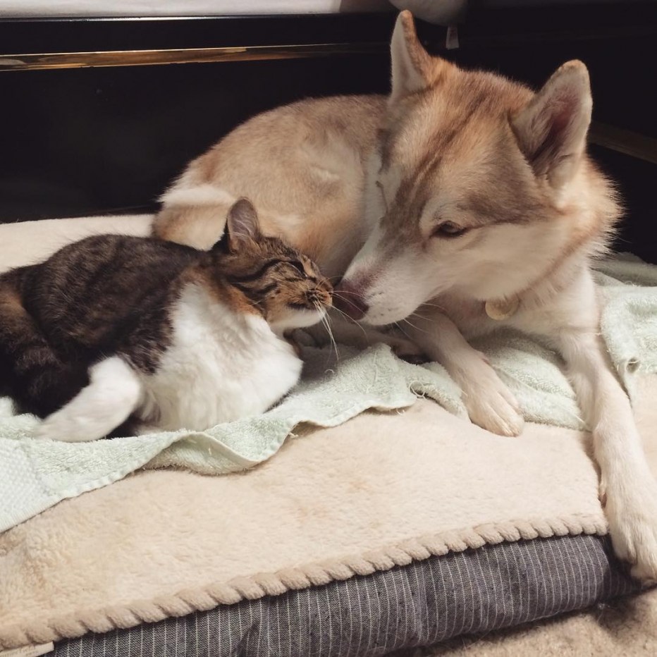 Хаски и кот