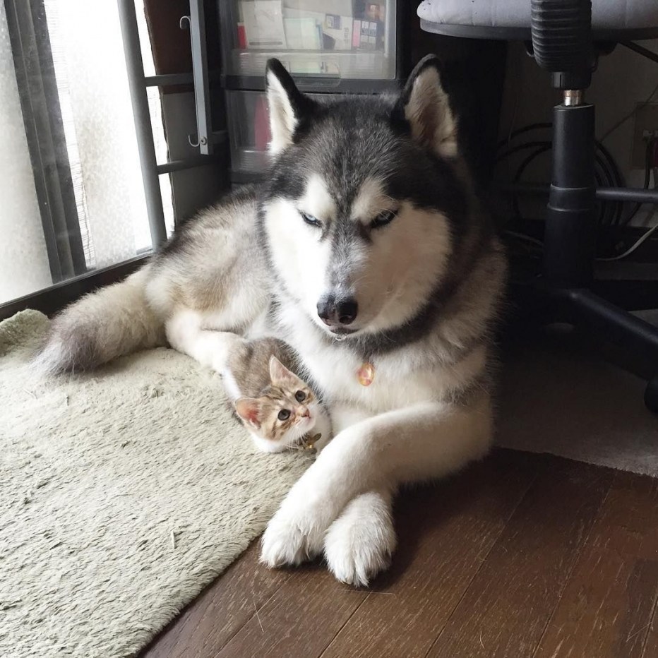 Хаски и кот