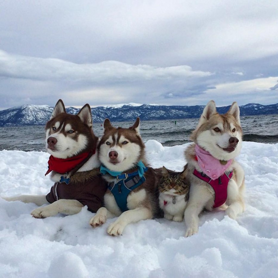 Хаски и кошка